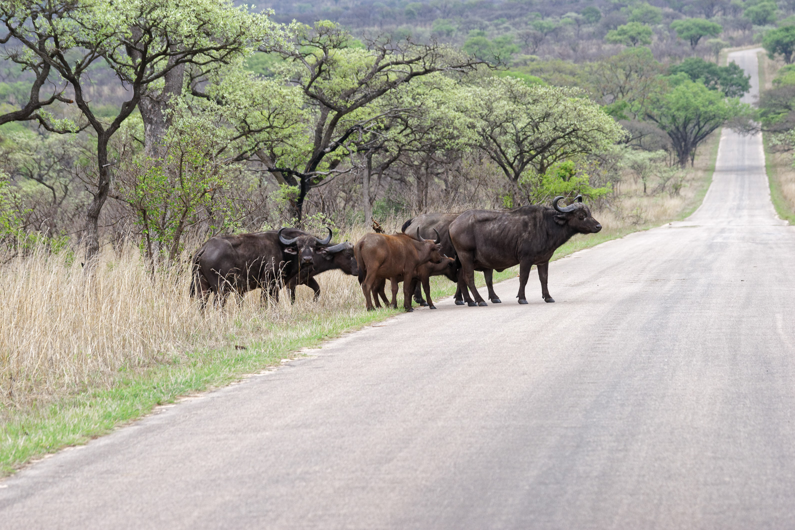 20161113 163201 Büffelherde